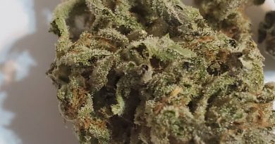 new york city diesel by soma sacred seeds strain review by _scarletts_strains_