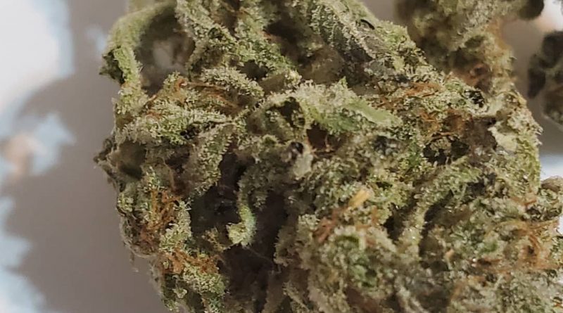 new york city diesel by soma sacred seeds strain review by _scarletts_strains_