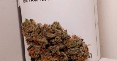 now n later by focus north gardens strain review by pdxstoneman