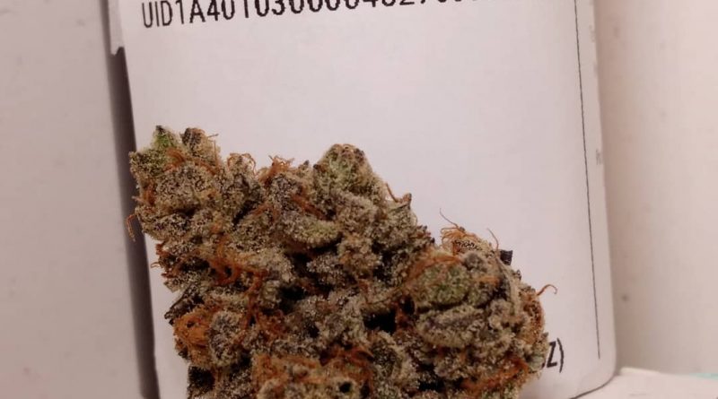 now n later by focus north gardens strain review by pdxstoneman