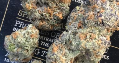 papaya cookies by fiore genetics strain review by xoticgasreviews 2