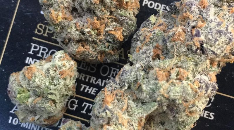 papaya cookies by fiore genetics strain review by xoticgasreviews 2