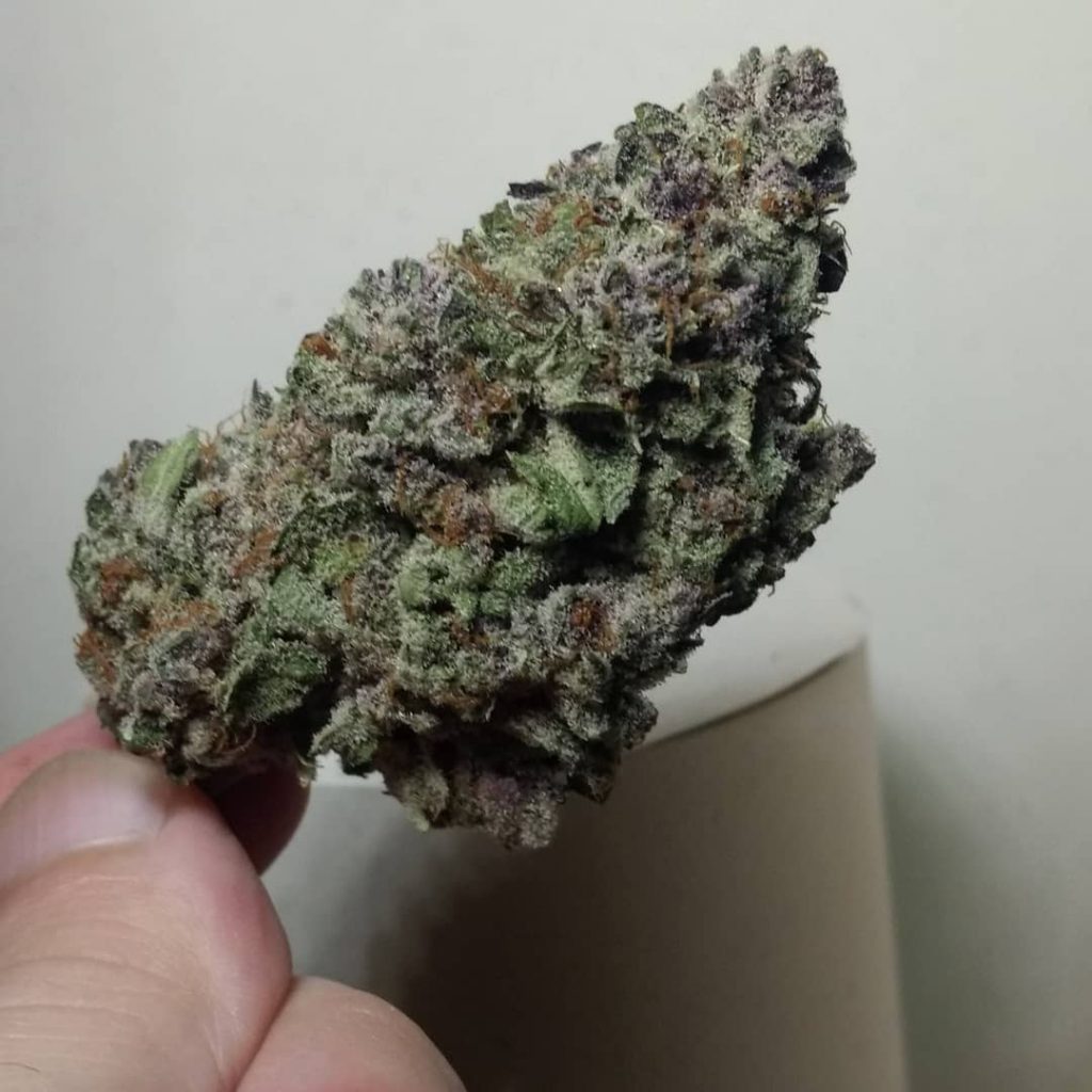 Strain Review: Purple Zkittlez by Rosebud Growers - The Highest Critic