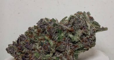 purple zkittlez by rosebud growers strain review by pdxstoneman 2