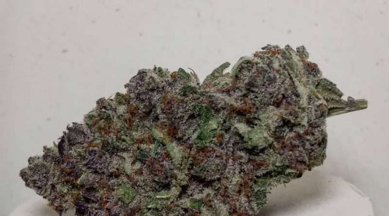 purple zkittlez by rosebud growers strain review by pdxstoneman 2