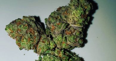 raindance flower by greenpoint seeds strain review by _scarletts_strains_