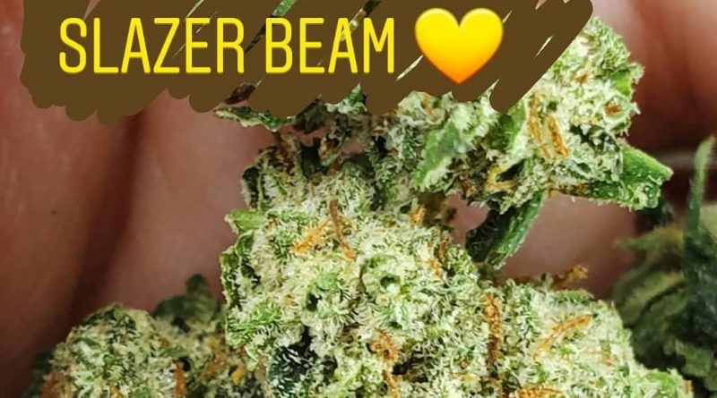 slazerbeam by colorado seed inc strain review by _scarletts_strains_