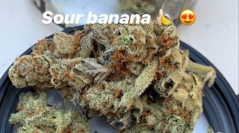 sour banana by grizzly peak strain review by christianlovescannabis