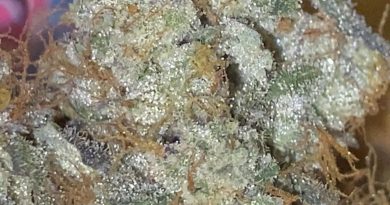 sugar mint pastry's by pastry's strain review by trunorcal420 3