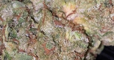wedding crashers by chronic creek strain review by trunorcal420 3