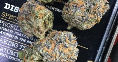 white grape by fiore genetics strain review by xoticgasreviews