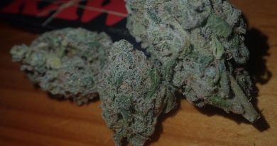 100 hand slap by trichome jungle seeds strain review by the_originalcannaseur