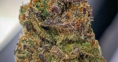 33 bananas by kings garden strain review by budfinderdc