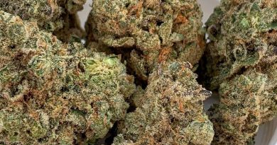 .38 special by hollowtips strain review by budfinderdc