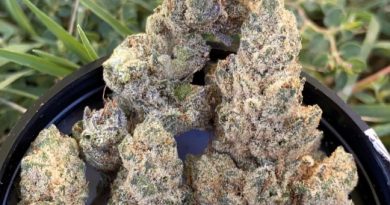 Rocket fuel by the vault strain review by slumpysmokes