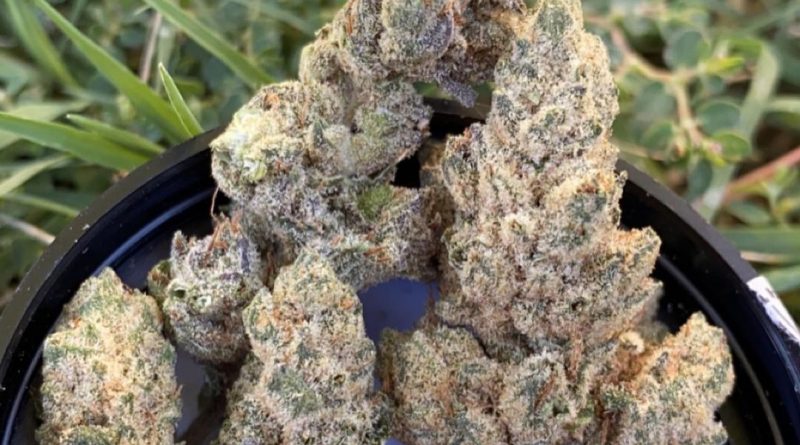 Rocket fuel by the vault strain review by slumpysmokes