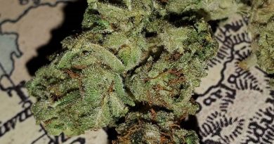 afgan kush by world of seeds bank strain review by _scarletts_strains_ 2