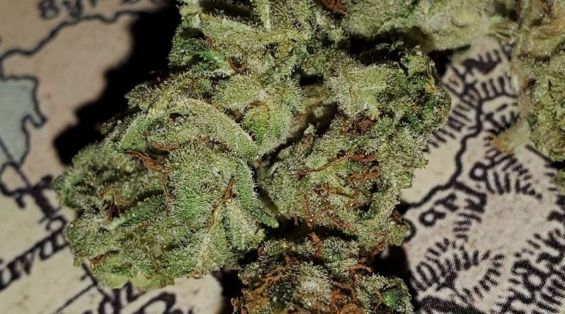 afgan kush by world of seeds bank strain review by _scarletts_strains_ 2