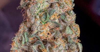 alien orange cookies x wilson by masonic smoker strain review by budfinderdc