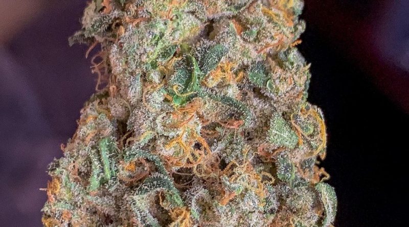 alien orange cookies x wilson by masonic smoker strain review by budfinderdc