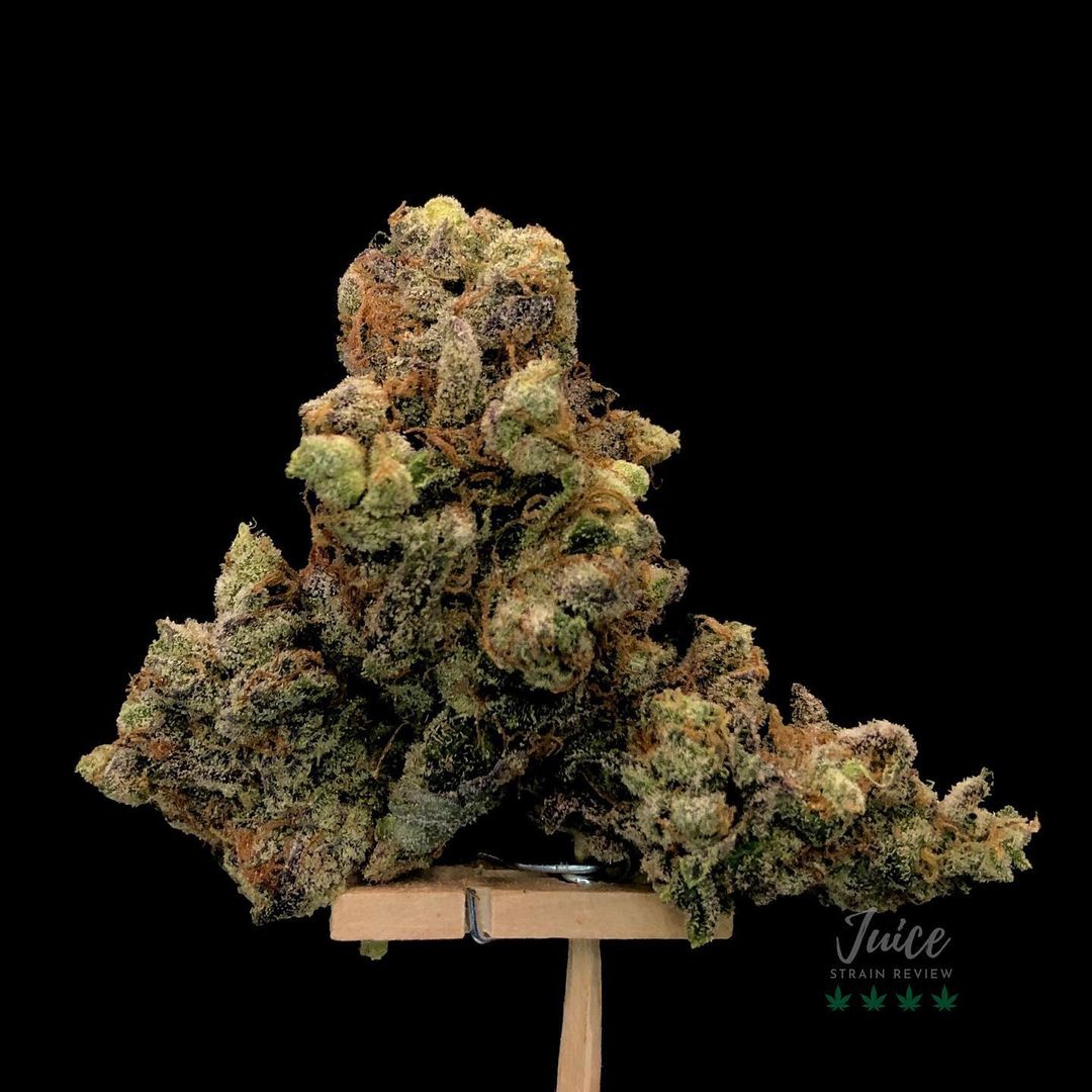 Strain Review: Animal Face by Seed Junky Genetics - The Highest Critic