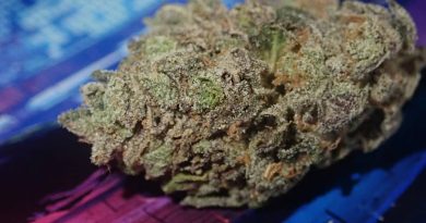 animal face from terpanese strain review by the_originalcannaseur