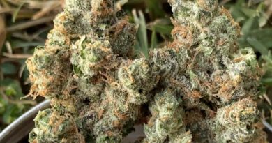 apple fritter by grow sciences strain review by slumpysmokes