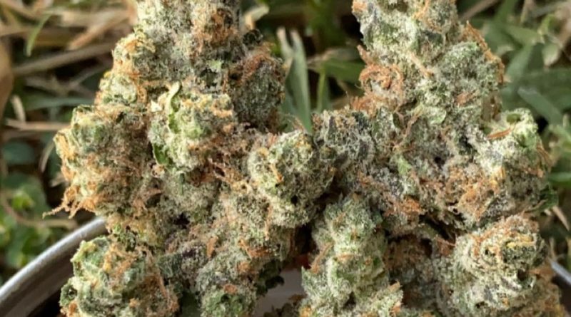apple fritter by grow sciences strain review by slumpysmokes
