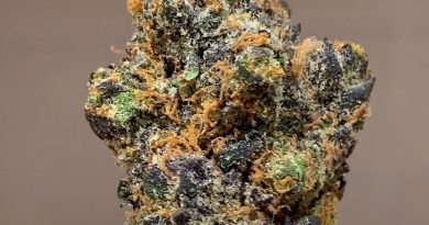 apple fritter by true genetics strain review by budfinderdc