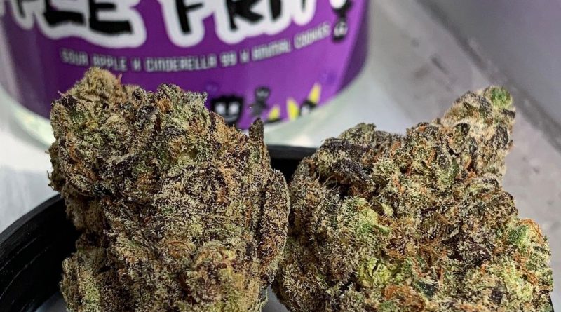 apple fritters by cali sour pack strain review by budfinderdc