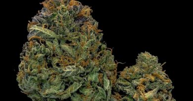 applejax strain review by cannabisseur604