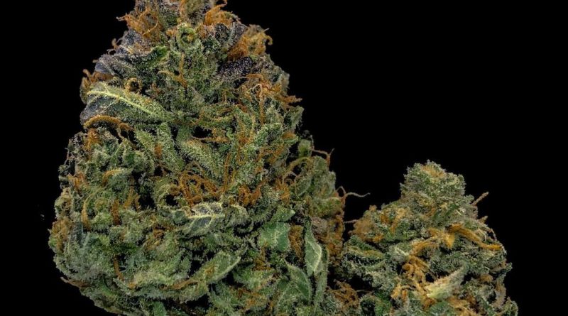applejax strain review by cannabisseur604