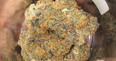 apples n cream by verde natural gardens strain review by extractedbyzack