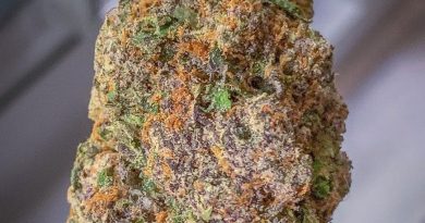 balla berries by gashouse strain review by budfinderdc