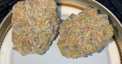 banana punch by snaxland strain review by no.mids