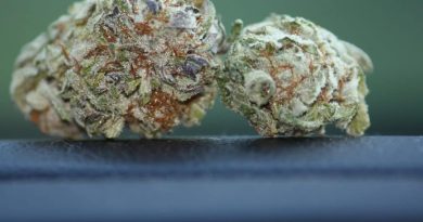 bio diesel by denver relief strain review by _scarletts_strains_ 2