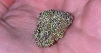 black cherry punch by locol love strain review by no.mids
