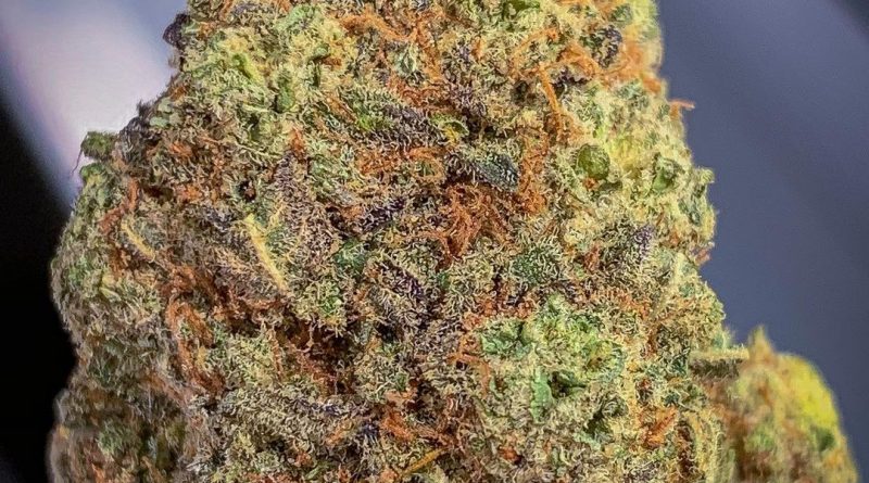black cherry soda by entourage company strain review by budfinderdc