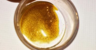 black cherry soda eho by orgrow concentrate review by 502strainsheet