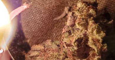 black mamba by exotic genetix strain review by _scarletts_strains_ 2