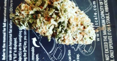 black water kush strain review by hippie_budz