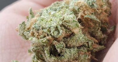 blue dream by unknown breeder strain review by _scarletts_strains_ 2