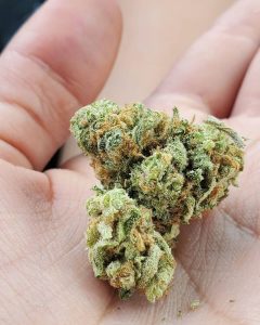 blue dream by unknown breeder strain review by _scarletts_strains_