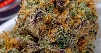 blue italian cookies by georgetown flavors strain review by budfinderdc