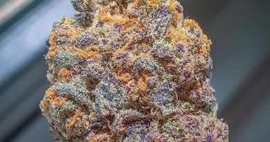 boasy by cali lotus strain review by budfinderdc