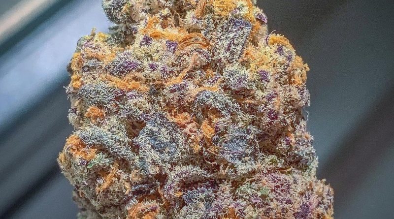 boasy by cali lotus strain review by budfinderdc