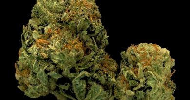 cali bubba by swerve strain review by cannabisseur604