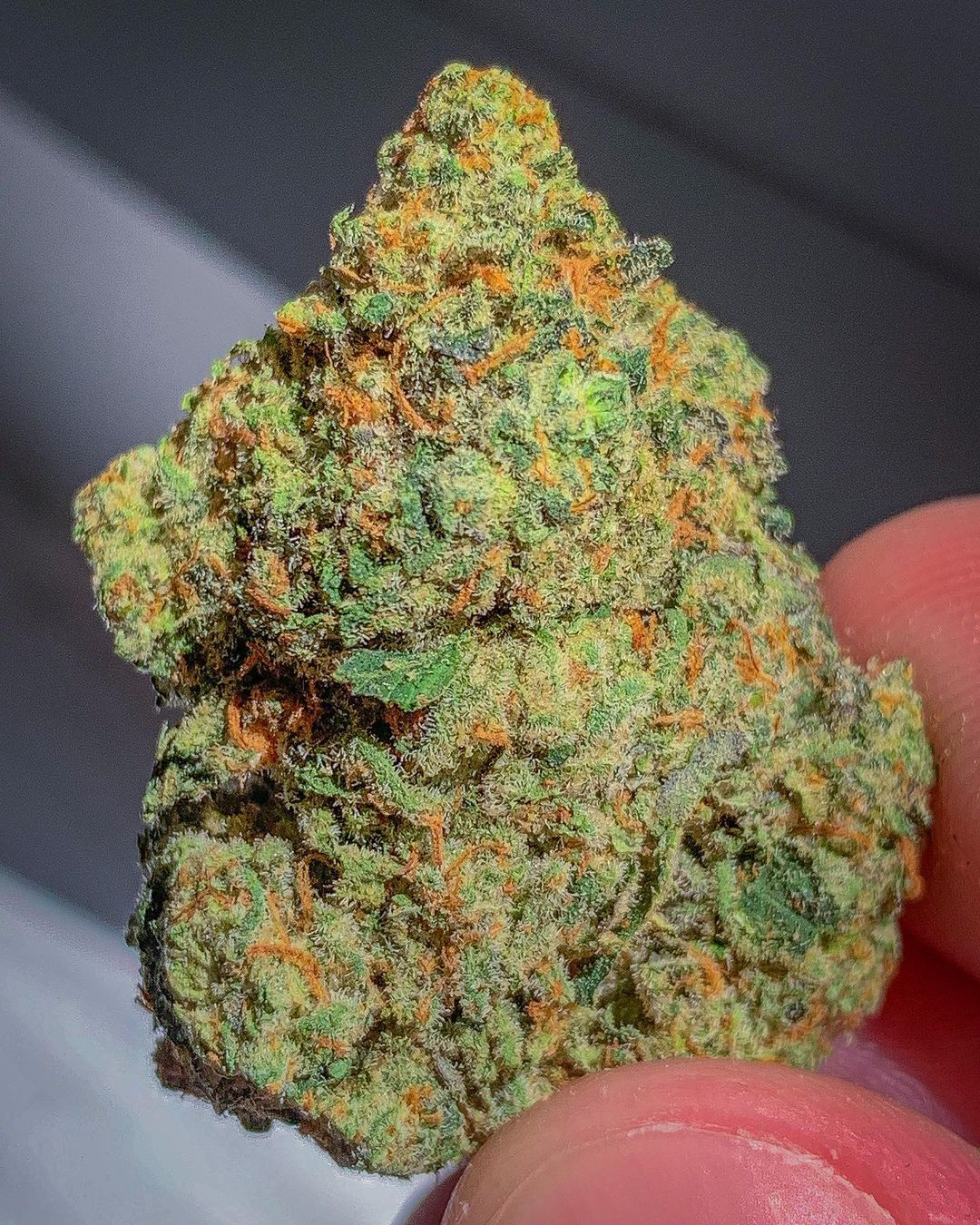 Strain Review Chapo's Biscotti by Kush Rush Exotics The Highest Critic