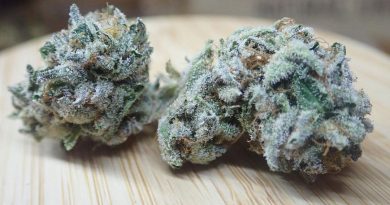 cherry cookie v2 by trichome jungle seeds strain review by the_originalcannaseur