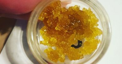 chocolate cookie sugar wax by svin garden concentrate review by 502strainsheet